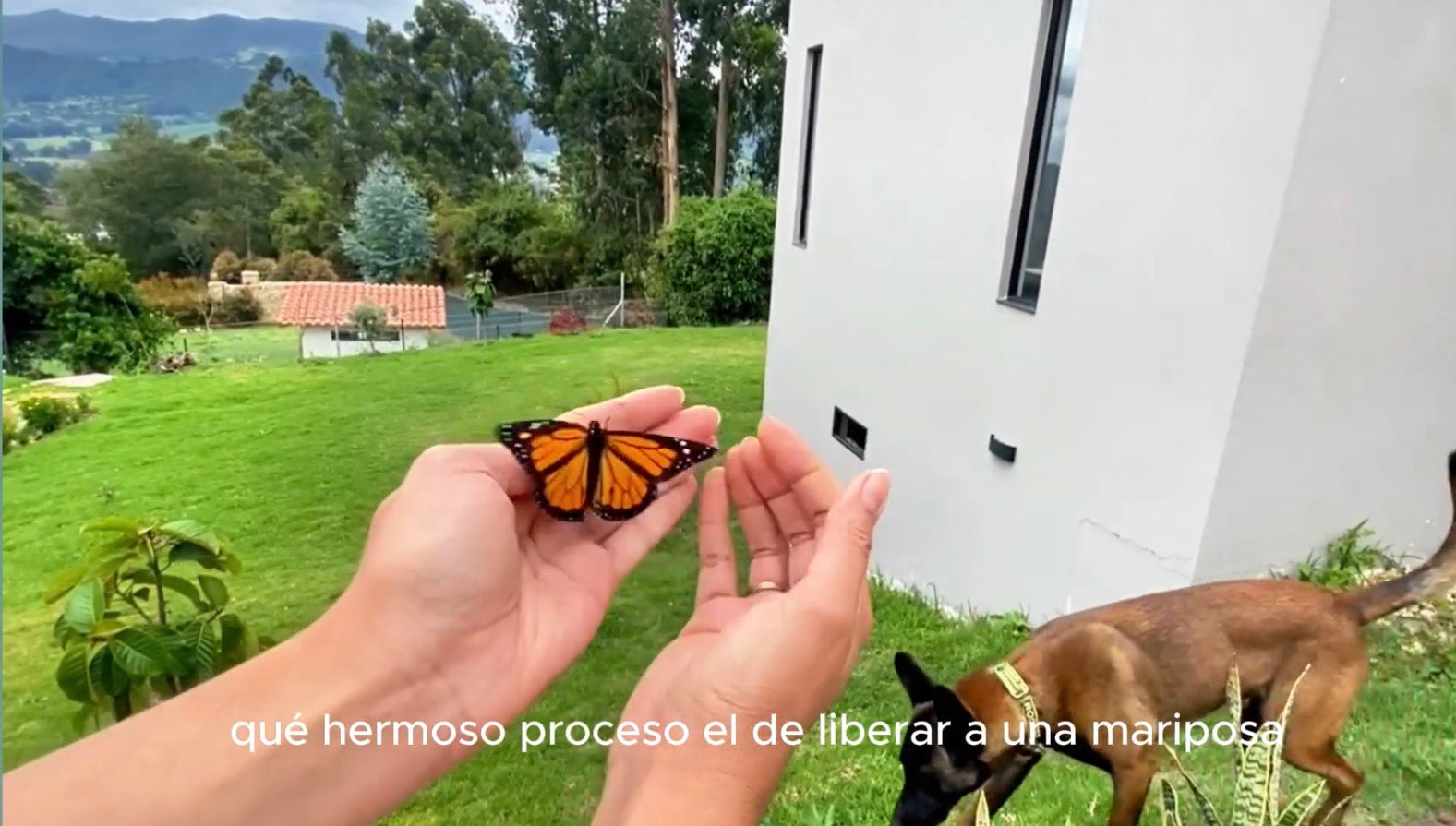 Que hacer cuando eclosiona la mariposa de su crisálida- Tutorial