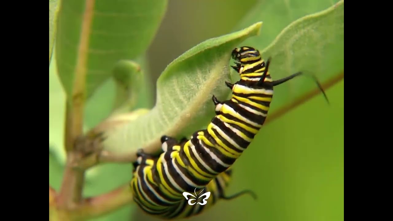 ¿Qué significa regalar una crisálida de mariposa?