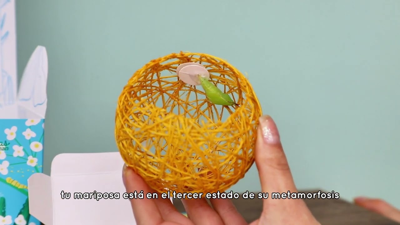 ¿Cómo cuidar una crisálida o pupa de mariposa? - Tutorial