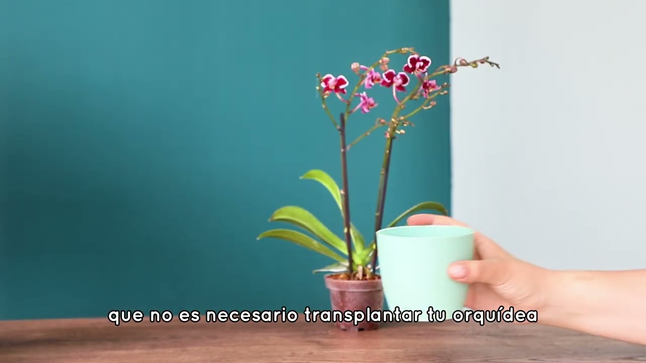 Que hacer cuando eclosiona la mariposa de su crisálida- Tutorial
