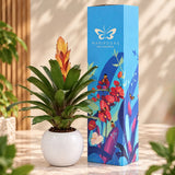 Bromelia