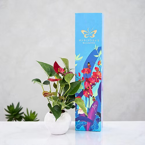 Anturio-Planta