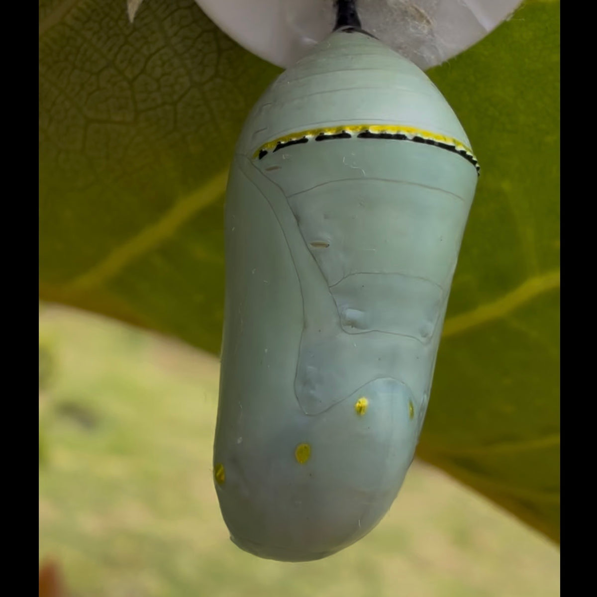 Pupa de mariposa