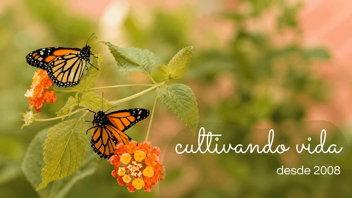 Mariposas para regalar