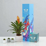 Jardín Bromelia Mariposa