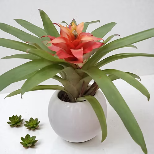 Jardín Bromelia Mariposa