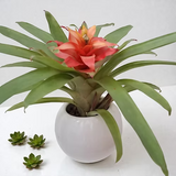 Jardín Bromelia Mariposa