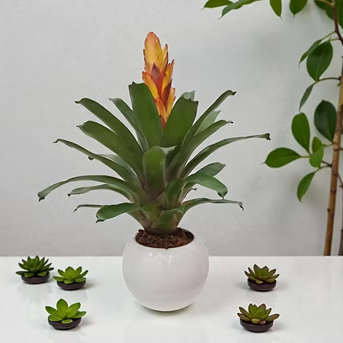 Jardín Bromelia Mariposa