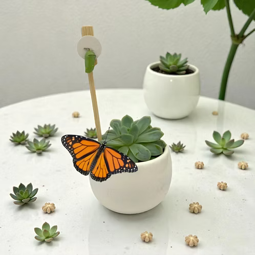 Jardín Suculenta Mariposa