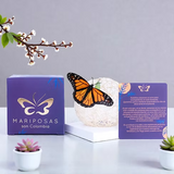 Mariposa por Condolencia