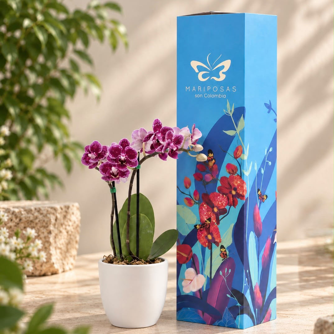 Regalar orquideas 