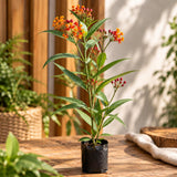 Plantas para mariposas (Monarca)