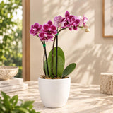 Orquidea