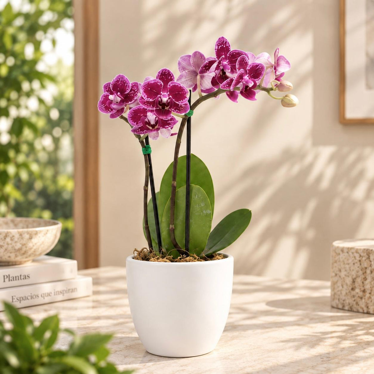 Orquidea