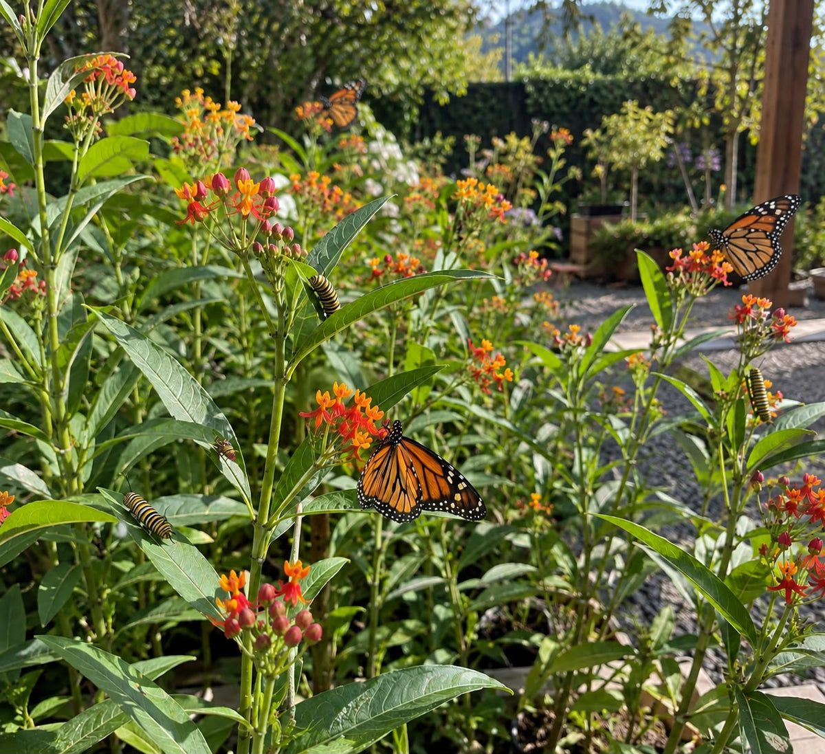 Plantas para mariposas (Monarca)